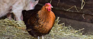 false advertising humanely raised