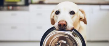 pet food marketing and sales practices litigation