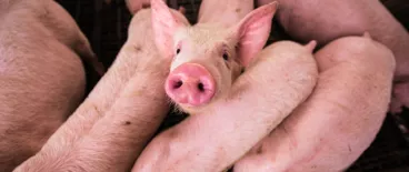 Public Justice Amicus Brief with Food Project | Tycko & Zavareei LLP